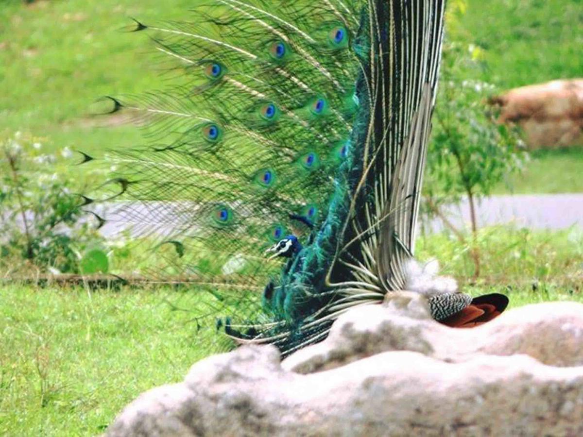 Coconut Park Panzió Anuradhapura Kültér fotó